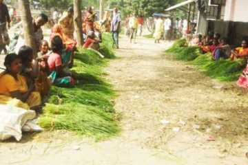 ঘাঁসে চলে সংসার